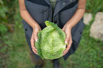 Mid section of woman holding homegrown cabbage in urban garden - obrazy, fototapety, plakaty