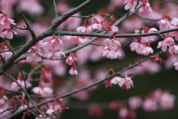 Obraz premium 黒背景のピンク色の花をつけるカンヒザクラ