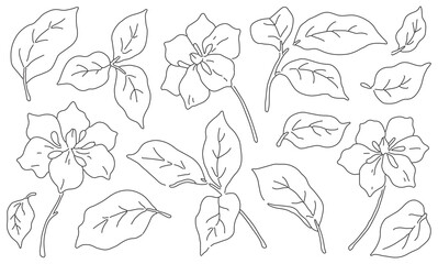 Set of sketch plants. Minimalist line art flowers, leaves isolated on white background. Outline drawing of botanist in collection. Floral graphic design elements, hand drawn flora. Vector illustration - obrazy, fototapety, plakaty