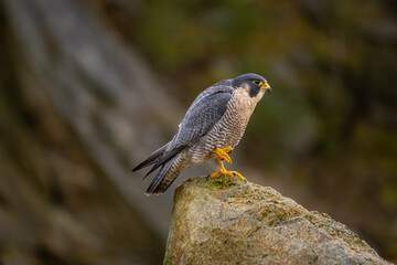 The Migratory Falcon (Falco peregrinus) is a cosmopolitan (worldwide) widespread falcon bird.