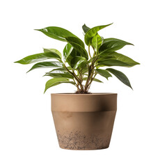 plant in a pot isolated on white, transparent png