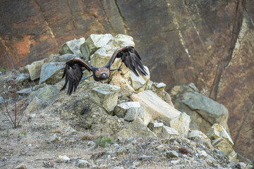 The Rock Eagle (Aquila chrysaetos) is one of the largest terrestrial eagles in the Northern Hemisphere and, immediately after the Sea Eagle, the largest predator living in the Czech Republic