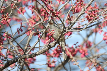 桜の木の枝にとまるヒヨドリ