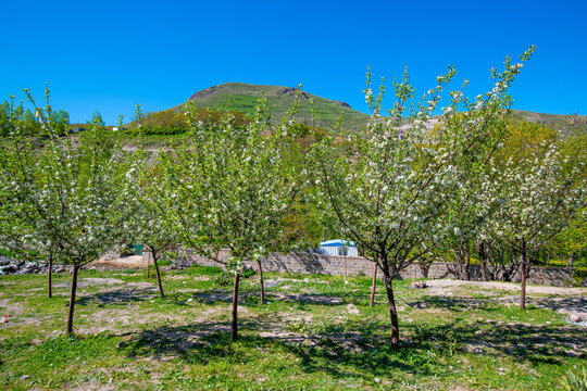 Blossoming Orchard in Springtime, Kandovan, East Azerbaijan, Iran