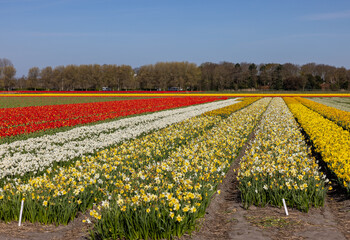 Fields of blooming tulips and daffodils near Lisse in the Netherlands