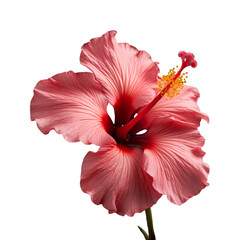 hibiscus isolated on transparent background, png