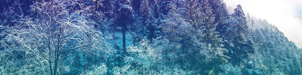 Snow-covered spruce trees on the mountainside in winter. Horizontal banner