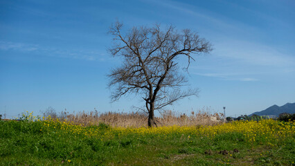 初春の遠賀川河原の一本の木