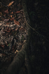 tree roots night scene in the rainforest of Borneo sorounded by dried leaves 