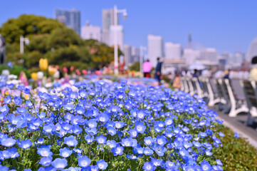 A colorful field of wildflowers, including Menzies' baby blue eyes, with park benches scattered throughout in Park beside Minatomirai, Yokohama city port, Kanagawa, Japan - 747285343