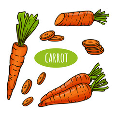 set of carrots isolated on white background. Doodle style. Sketch of vegetable for menu, farmers markets, print. Vector illustration
