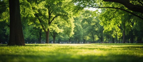 A grassy field filled with lush green grass, with a backdrop of tall park trees creating a soft bokeh effect in the background.