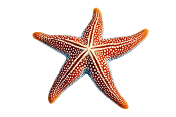 a high quality stock photograph of a single colorful starfish isolated on a white background