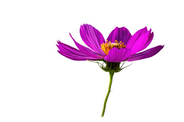 a high quality stock photograph of a single cosmos flower full body isolated on a white background