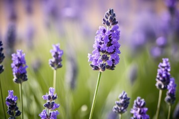 Obraz premium a high quality stock photograph of a single lavender flower full body