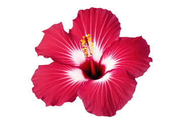 a high quality stock photograph of a single hibiscus flower full body isolated on a white background