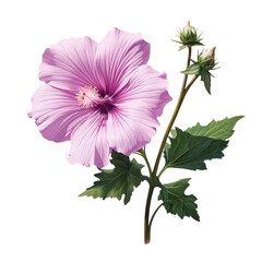 lavatera isolated on transparent background, png