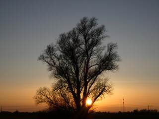 Fototapeta na wymiar Beautiful sunset with tree near Rostock (Germany)