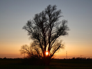 Beautiful sunset with tree near Rostock (Germany)