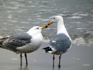 A pair of seagulls has a loving conversation