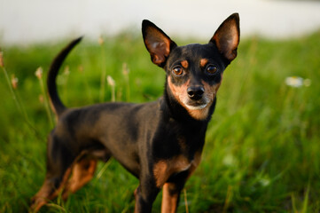 Naklejka na ściany i meble Portrait of a smooth-haired Russian Toy Terrier dog on a natural background. An indoor and decorative dog, a faithful companion for humans .Walking pets in park .