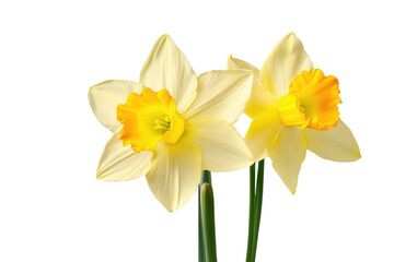 a high quality stock photograph of a single narcissus flower full body isolated on a white background