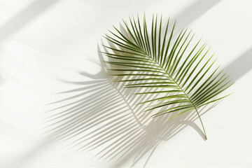 Sunlit Green Palm Leaf Casting Shadow on a Bright White Background