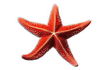 a high quality stock photograph of a single red starfish isolated on a white background