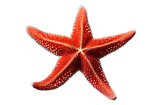 a high quality stock photograph of a single red starfish isolated on a white background