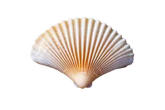 a high quality stock photograph of a single scallop sea shell isolated on a white background