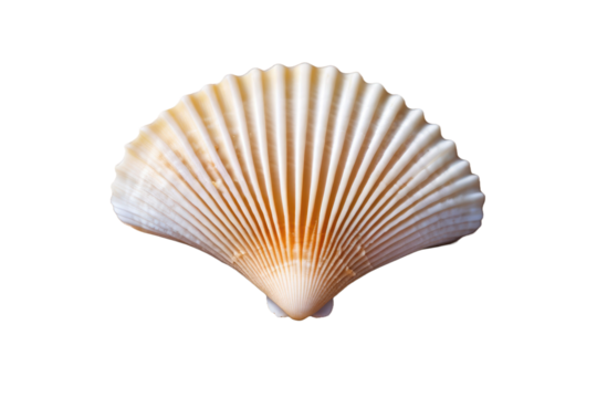a high quality stock photograph of a single scallop sea shell isolated on a white background