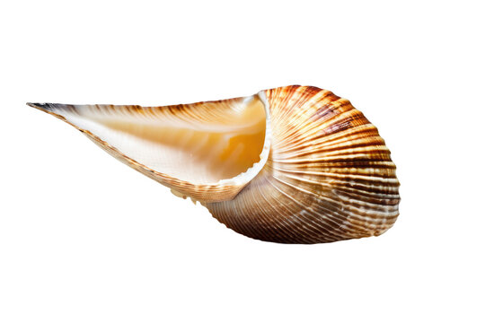 a high quality stock photograph of a single sea shell isolated on a white background