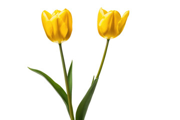 a high quality stock photograph of a single yellow tulip flower full body isolated on a white background