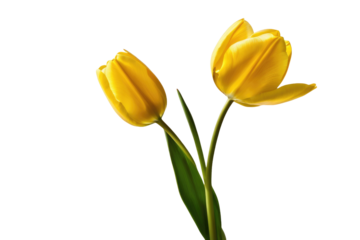 a high quality stock photograph of a single yellow tulip flower full body isolated on a white background