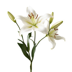 Fototapeta na wymiar lily isolated on transparent background, png