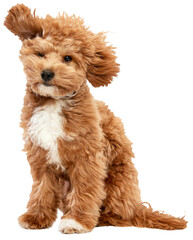 Flying doggy ears. Portrait of cute, joyful animal Maltipoo breed with red fur and big eyes, pet...