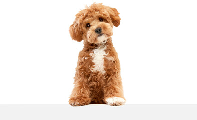 Cute charming dog. Shot of Maltipoo with big kind eyes and brown fur posing against transparent background. Pet looks healthy and happy. Friend, love, care and animal health concept © Lustre Art Group 