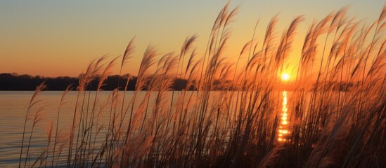 The sun sets on the horizon, casting a warm glow over the surface of a body of water. Reeds are illuminated by the golden light, creating a tranquil scene.