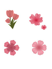 Cute and beautiful tulip and sakura flower