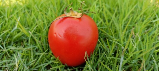 Tomato, head is very nice of a beautiful photo of red tomato on top of green ground which is very close to nature