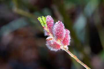 Pink catkin of the Willow Mount Aso