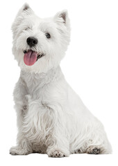 Portrait of funny, cute, fluffy white West Highland Terrier posing against transparent background. Concept of love care, pet lovers, veterinary, companionship. Copy space.
