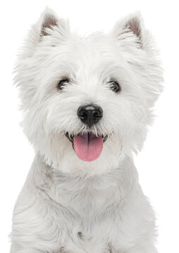 Cute fluffy white beautiful West Highland Terrier looking at camera against transparent background. Concept of motion, pets love, animal life, veterinary, companionship. Copy space for ad