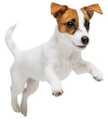 Portrait of cute playful puppy of Jack Russell Terrier jumping in motion against transparent background. Dog looks happy and graceful. Concept of motion, beauty, vet, breed, pets, animal life.