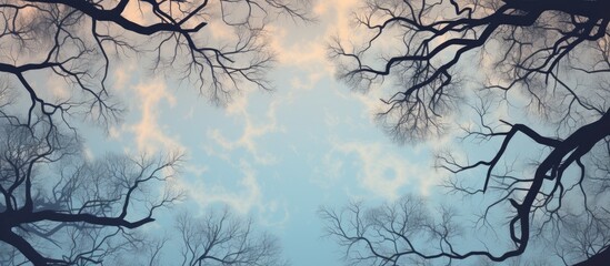 The image shows a view looking up at the branches of a tree, reaching towards the sky in a majestic manner. The branches create a natural canopy overhead, offering a peaceful and relaxing scene.