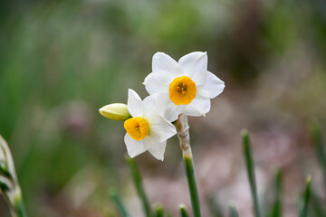 スイセン　Narcissus