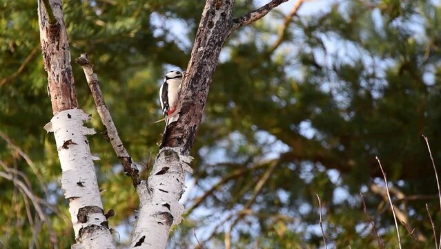The great spotted woodpecker on a dead birch tree branch, pine trees in the background moving in the wind, gentle sound of the wind and pecking