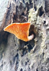mushroom on a tree
