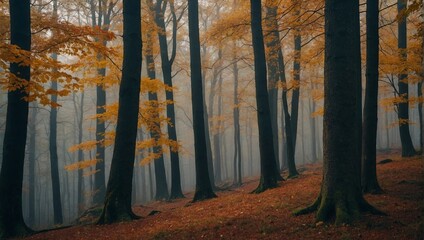 Autumm Forest