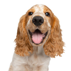 Cute smiling Cocker Spaniel dog, lovely puppy isolated over white background. Close-up muzzle. Concept of motion, movement, pets love, animal life. Looks happy, graceful. Copy space. Ad
